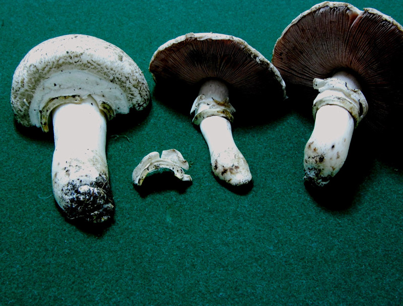 Agaricus